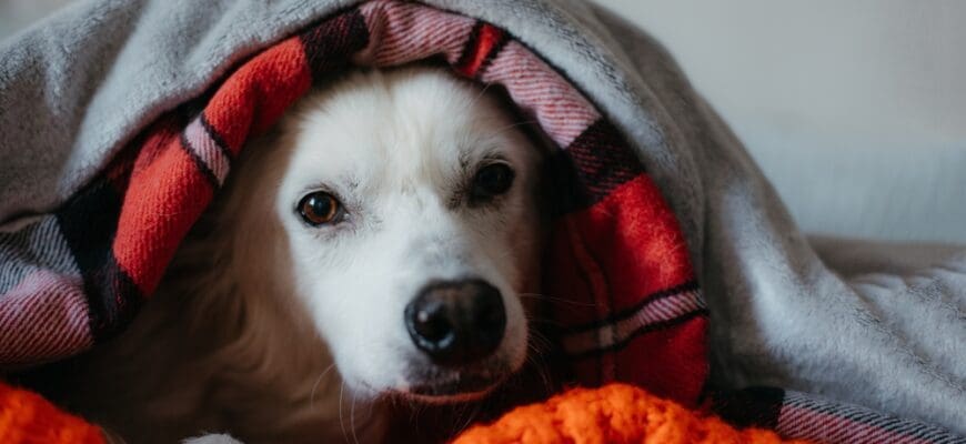 Close,Up,Photo,Of,Lovely,Cute,White,Pet,Or,Dog